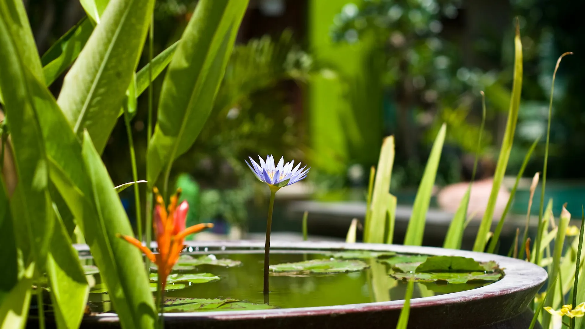 Cicada Luxury Townhouses Hotel Seminyak   Seminyak (Bali)
